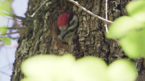 Cute-adult-spotted-woodpecker-bird-parent-tweeting-and-chirping,-beaks-open-while-perched-at-entrance-of-nest-and-retreating,-Gran-Canaria,-Canary-Islands,-sunny-day