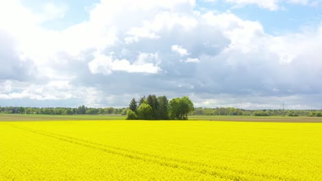 Inclinación-Hacia-Arriba-Para-Revelar-Tomas-Desde-Los-Detalles-De-Las-Plantas-De-Colza-En-Verano-Hasta-El-Ancho-Del-Campo-Con-Nubes-En-El-Horizonte-Y-Un-Grupo-Verde-De-árboles