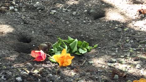 Land-crabs-fighting-over-flowers-in-Bora-Bora,-French-Polynesia