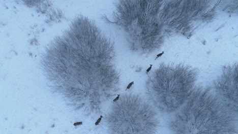 Aerial View of Deer in a Snowy Forest
