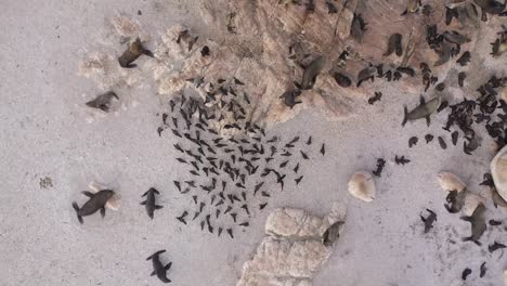 group of sea lions resting on an island, cabo polonio, uruguay