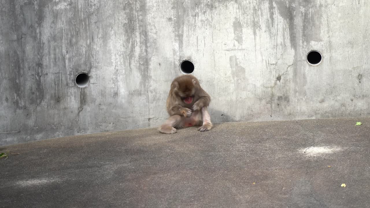 Un macaco giapponese delle nevi seduto vicino al muro