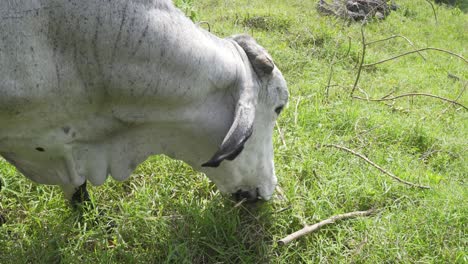 closeup of the face of a white cow eating on a farm