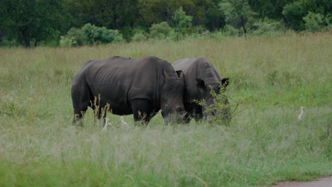 two white rhinos in a grassy field