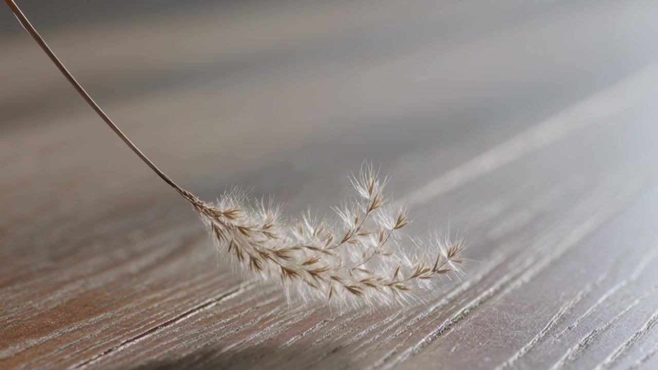 Descending dried grass seed head, stalk bending under weight toward wooden tabletop, settling
