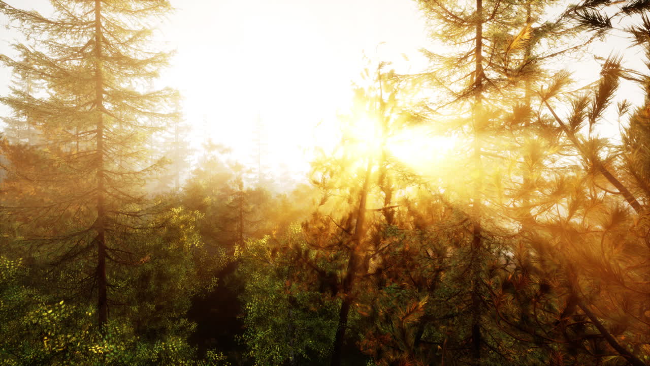 восход солнца в лесу