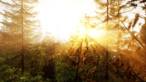 amanecer en un bosque