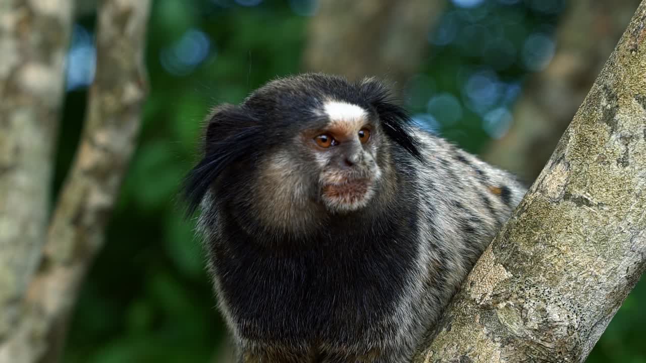 toma de primer plano en cámara lenta de un adorable tití adulto mirando hacia la izquierda en el hermoso parque nacional chapada diamantina en bahia, noreste de brasil