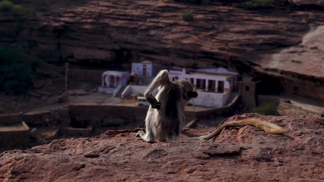 벼랑 끝에 앉아 몸이 근질근질하다가 점프하는 아기 원숭이, 몸이 근질근질하다 절벽에서 뛰어내리는 귀여운 아기 원숭이