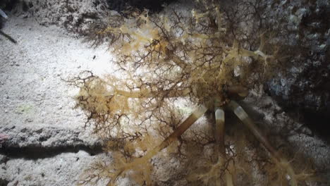 feeding magnum sea cucumber during night: one after the other, the creature brings its ten branched tentacles to its mouth and then unfolds them again