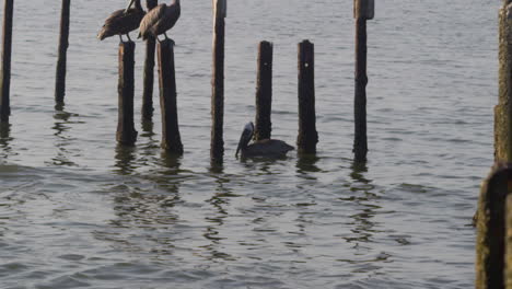 handheld shot of brown pelican floating on the atlantic sea