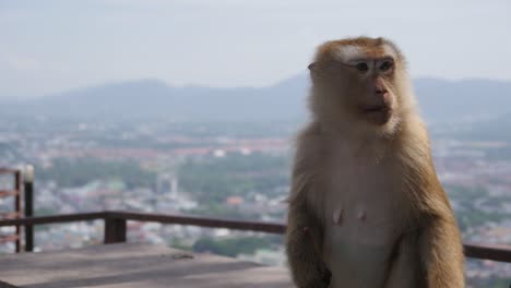 monkey eating a peanut- monkey hill - phuket - thailand