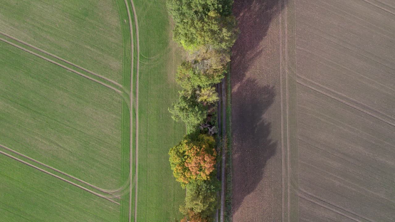 독일 브란덴부르크에 있는 우에츠(uetz)라는 곳에서 찍은 시골길과 가을색의 도로 근처 나무줄기의 탑뷰 드론 영상