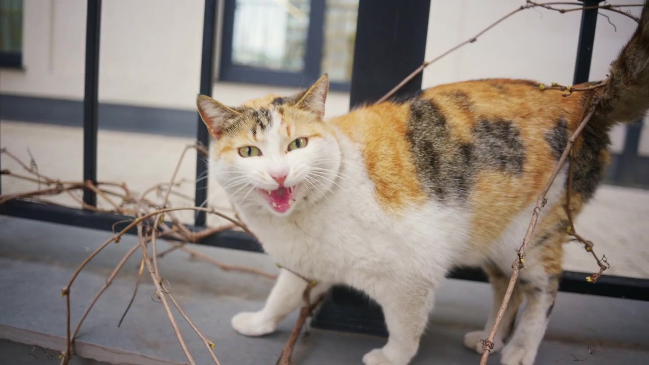 Un gatto domestico si muove con cautela vicino a una recinzione, annusando ed esplorando le piante circostanti.