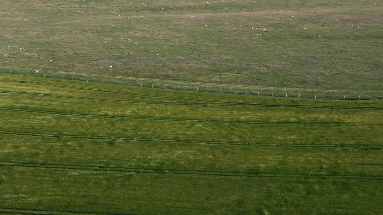 Dolly left aerial of breezy farmland with distant grazing sheep