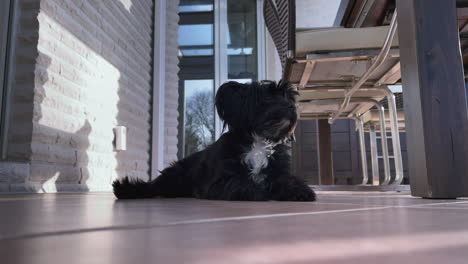 un perro bolonka zwetna negro se sienta cómodamente en las baldosas