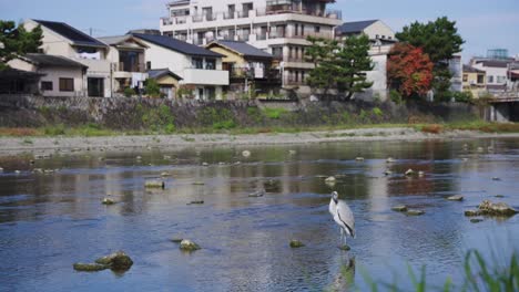 kamogawa river in kyoto, peaceful neighborhood in background, japan