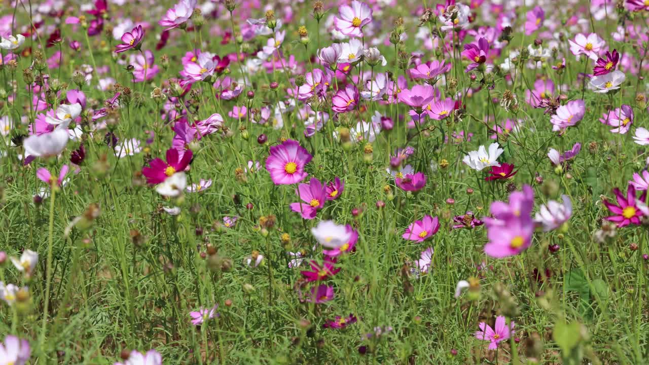 바람에 흔들리는 다채로운 우주 꽃