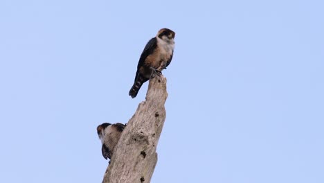 the black-thighed falconet is one of the smallest birds of prey found in the forests in some countries in asia