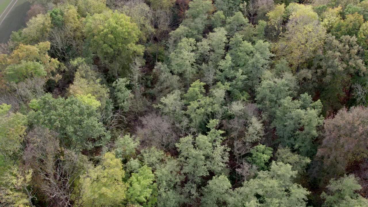 Areal drone footage of trees with autumn colors taken at place called Uetz in Brandenburg, Germany