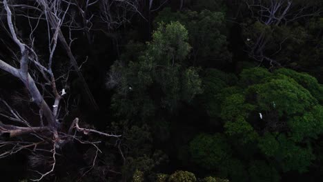 Wildlife-Scene-In-Protected-Forest-Of-Noosa-Hinterland,-QLD-Australia