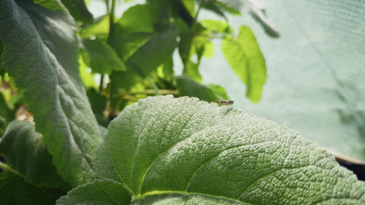 Thick velvety leaves absorb soft filtered sunlight in a quiet greenhouse.
