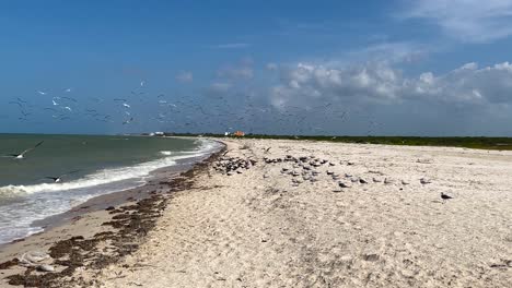 toma en cámara lenta de bandada de gaviotas en la playa en yucatán mexico