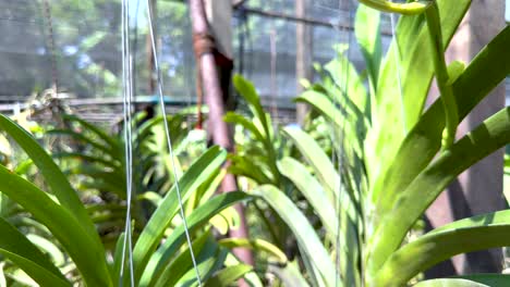 orquídeas que crecen en un entorno de invernadero