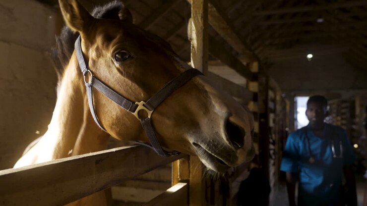 Closeup of horse in the stable