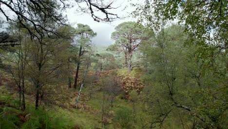 drone footage flying slowly through a forest of ancient scots pine trees in an isolated fragment of the caledonian forest towards an old pine tree