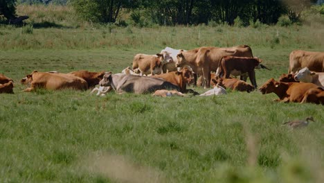 herd of cattle with cows, calves and a bull relaxing on a meadow on a hot summerday