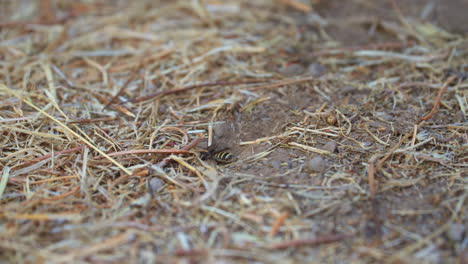 a digger bee or desert bee digging a nest in the sand - isolated close up