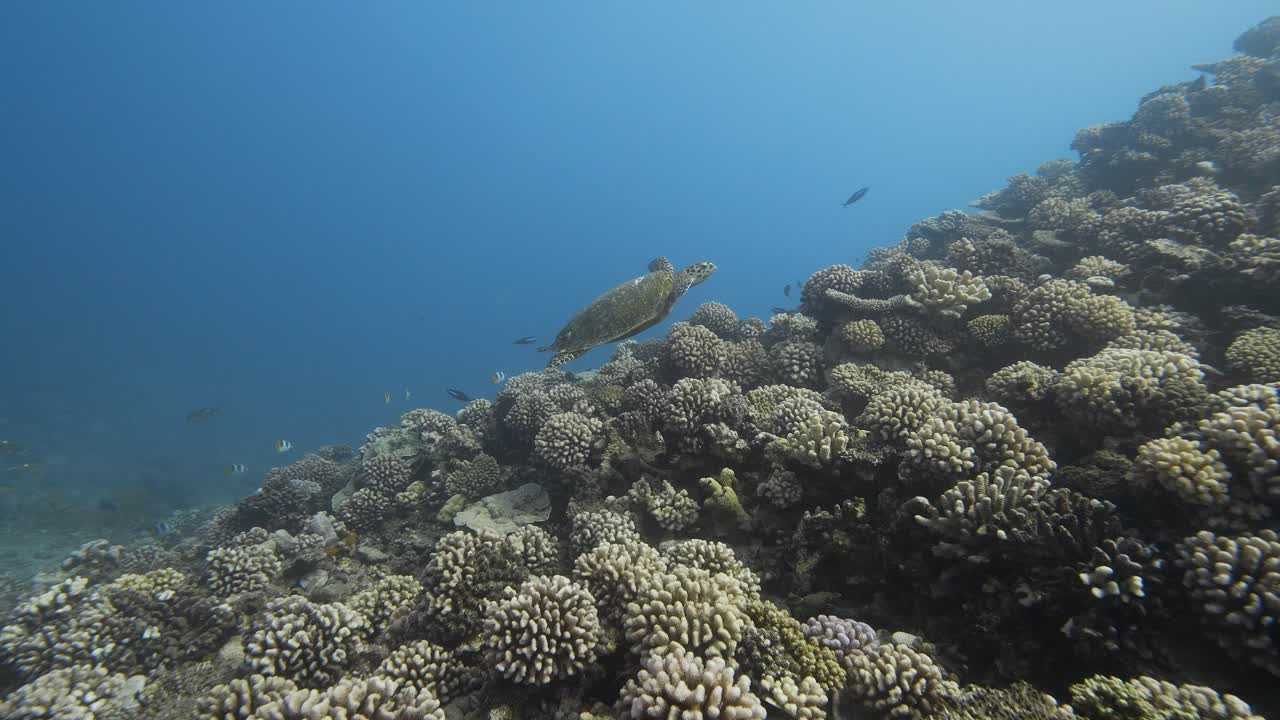 Hawksbill sea turtle on a tropical coral reef in clear water of the pacific ocean with colorful reeffish around