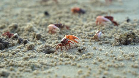 grupo de cangrejos violinistas machos, austruca annulipes agitando sus garras asimétricas, realizando danza de cortejo alrededor de su madriguera durante el período de marea baja, fotografía de cerca de la vida silvestre marina