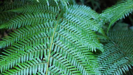 primer plano de hojas de helecho en la selva tropical