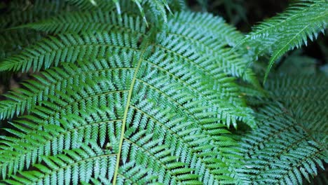 close-up of fern leaves in rainforest