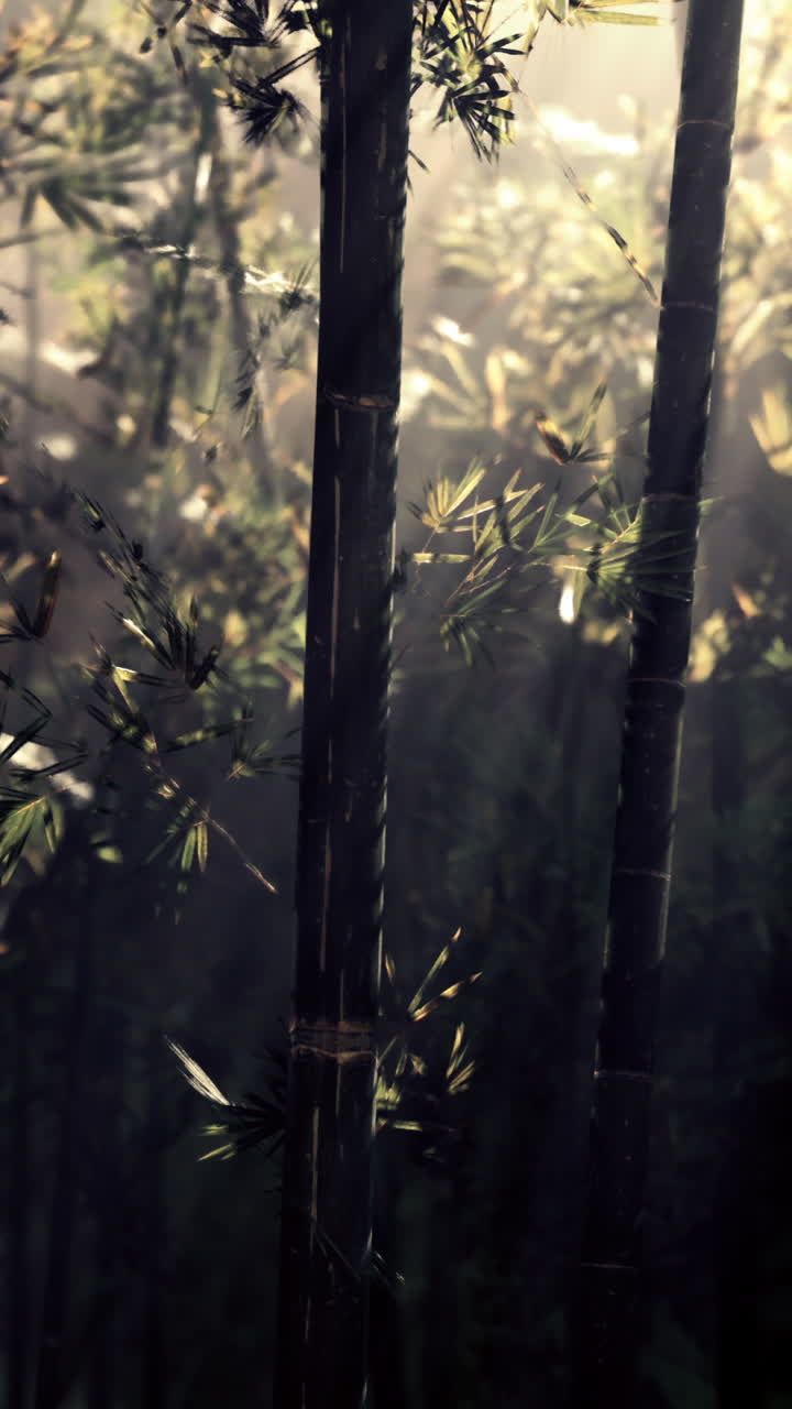 bosque de bambú en la niebla de la mañana