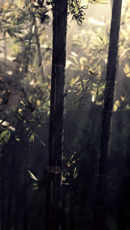bamboo forest in the morning mist