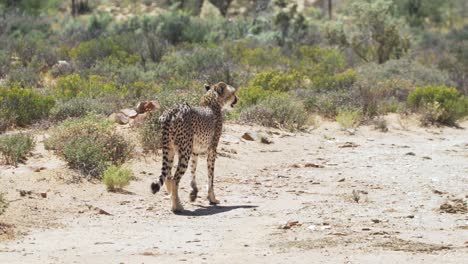 wild skinny cheetah walking in the wilderness on a sunny summer day in western cape, south africa