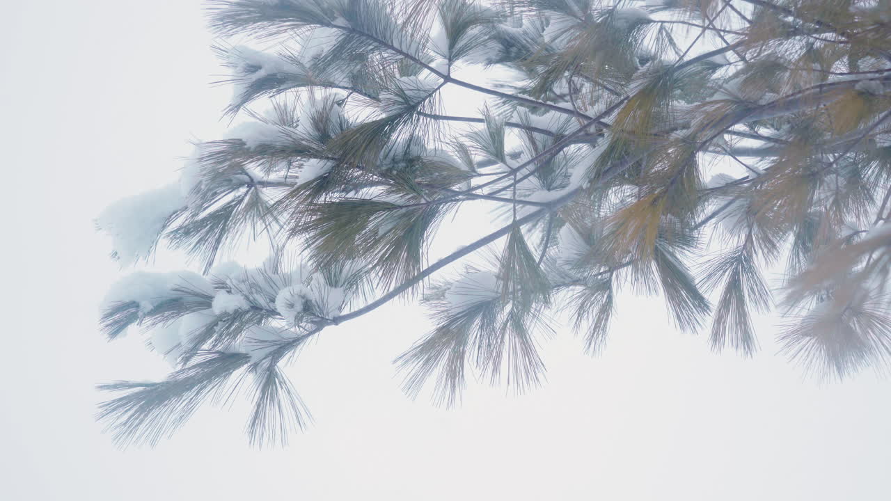 노란색 오렌지색 소나무 바늘의 근처에 눈이 눈이 많이 내리는 동안 바람에 뛰는 가지에 어 있습니다.