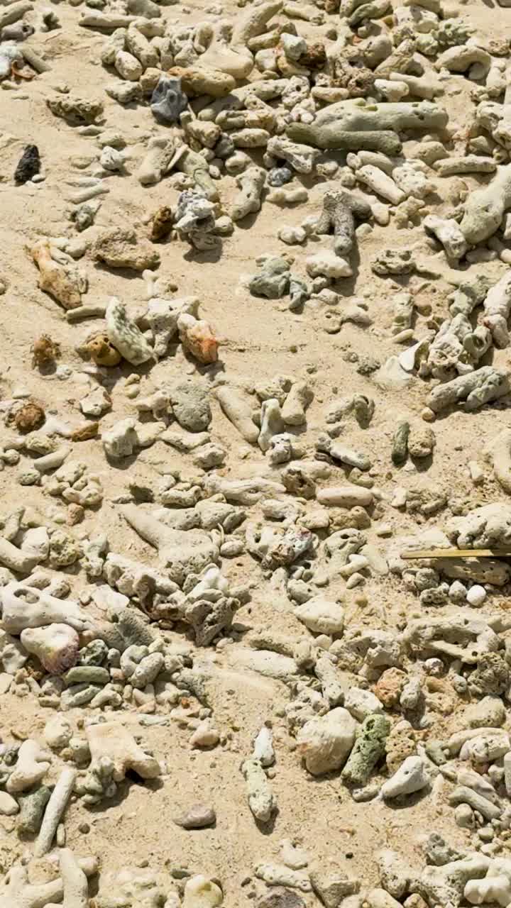 푸켓의 모래 해변에 어져 있는 산호와 조개