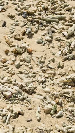 coral y conchas esparcidas por la playa de arena en phuket
