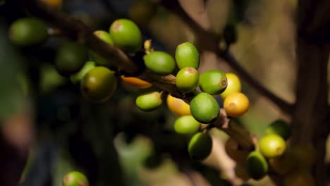 Zweig-Der-Kaffeepflanze-Reifen-Grüne-Und-Gelbe-Beeren,-Makro