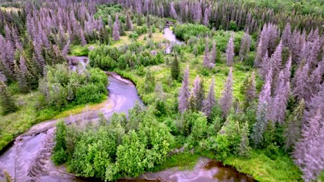 bald eagle flys from a treetop along the funny river near soldotna alaska