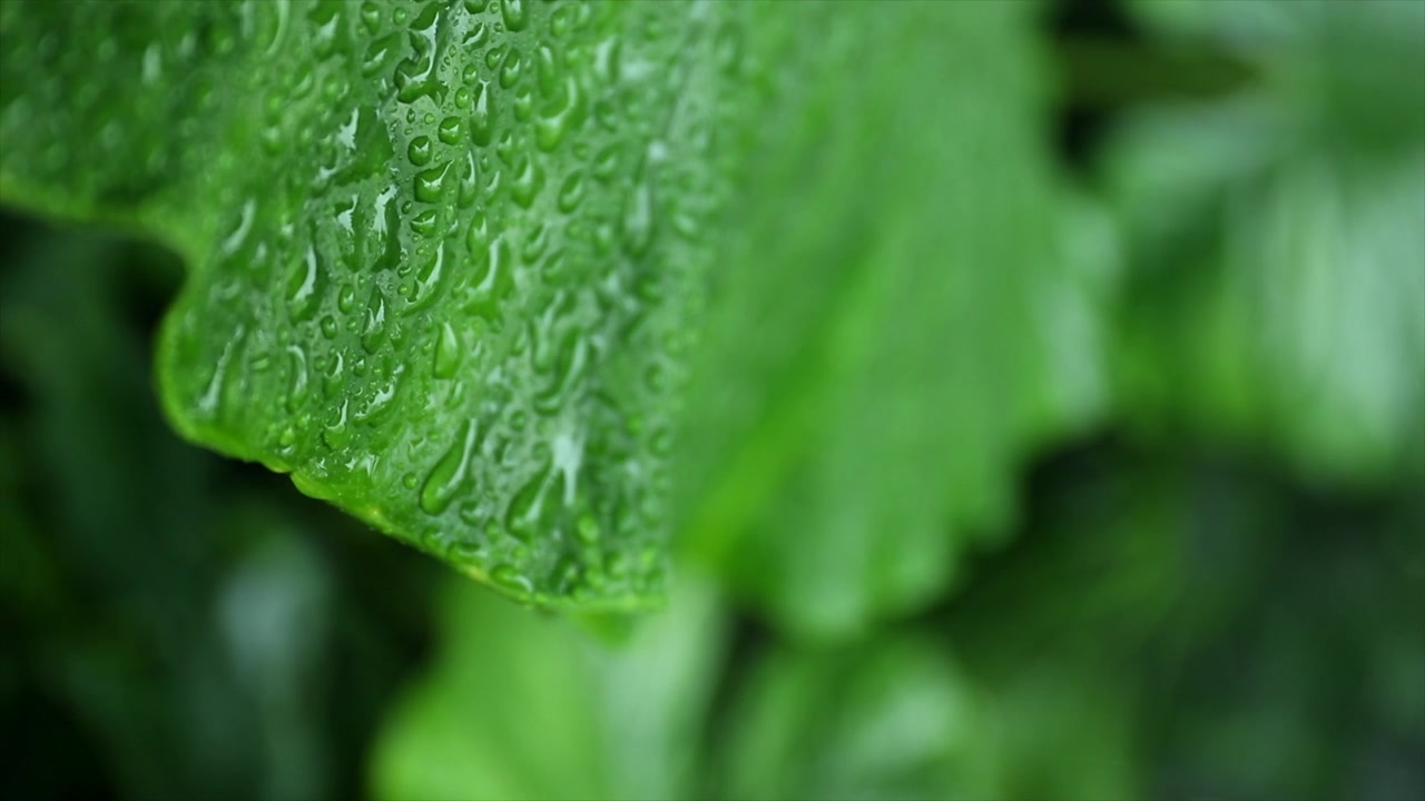 Gocce di pioggia su una foglia verde brillante nella natura