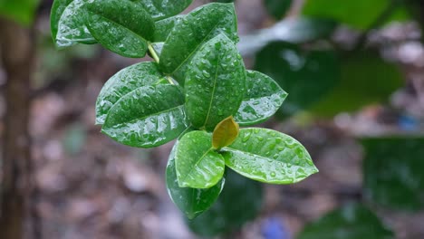 close up of water drops during rain downpour on green leaves of plant in lush tropical island garden