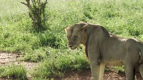 a lion basking in the sun