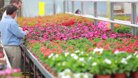jardinero y cliente de pie en el invernadero con plantas
