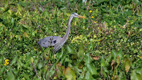 great blue heron in breeding plumage walking on waterplants in search of prey