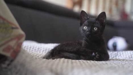 Schwarze-Babykatze,-Die-Sich-Leckt